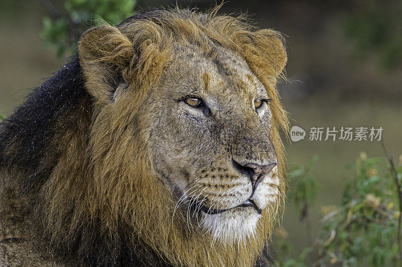 非洲狮(Panthera leo)是五大猫科动物之一，也是猫科动物科的一员。Ol Pejeta保护区，肯尼亚。大的雄性动物。